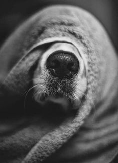 black and white photograph of a dog's nose covered with a blanket on top of it