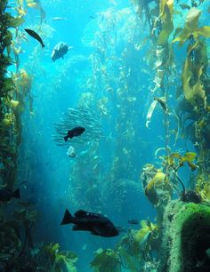 a large aquarium filled with lots of fish