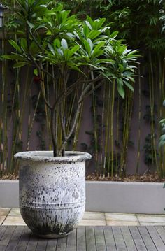 a large potted plant sitting on top of a wooden floor next to a wall