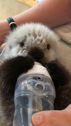 a person is holding a baby animal in their arms and feeding it from a bottle