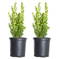 two potted plants are shown side by side