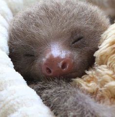 a baby sloth sleeping on top of a blanket