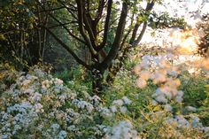 the sun is shining through the trees and flowers