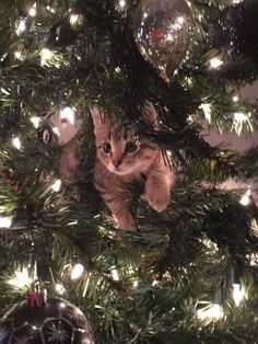 a cat sitting in the middle of a christmas tree with lights on it's branches