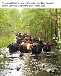 a herd of cattle crossing a river in the woods