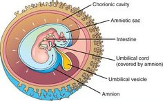 an image of the inside of a human eye with labels on it and labeled in text