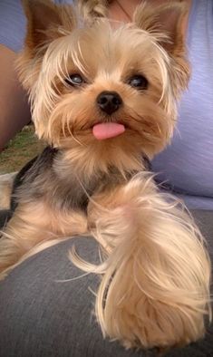 a small dog sitting on the back of a person's lap with its tongue hanging out