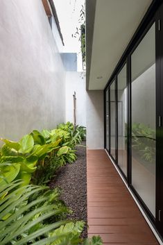 the walkway is lined with green plants and wooden flooring, along with glass doors