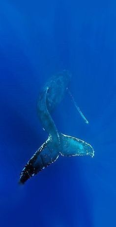 a humpback whale swims in the blue water with it's tail sticking out