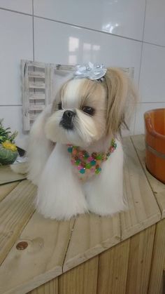 a small white dog sitting on top of a wooden counter