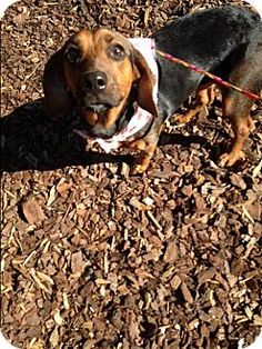 a small brown and black dog standing on top of a pile of wood mulch