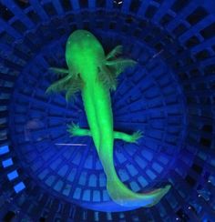 a neon green gecko sitting on top of a blue floor in a room filled with lights