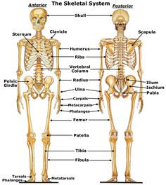 the skeletal system and its major bones are labeled in this diagram, with labels on each side