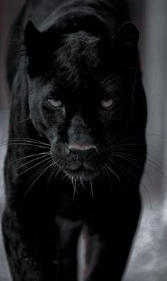 a black cat walking across a cement floor