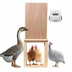 three birds are standing in front of a wooden box with an alarm clock on it