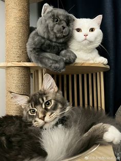 two cats sitting on top of a cat tree and one is looking at the camera