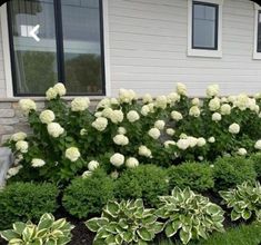 some white flowers and green plants in front of a house