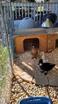 two ducks and one duckling are in their pen at the backyard chicken coops