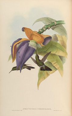 an illustration of two birds flying over some leaves and flowers on a branch with another bird in the background