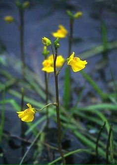 small yellow flowers growing in the grass near some water and green plants with long thin stems