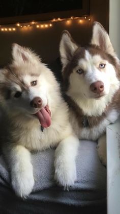 two husky dogs sitting next to each other on a couch with christmas lights in the background