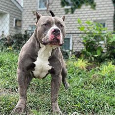 a brown and white dog standing on top of a lush green field next to a house