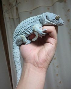 a hand holding a toy gecko in front of a curtain