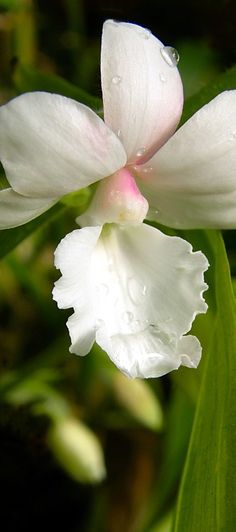 a white flower with drops of water on it