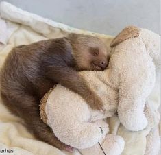 a baby sloth sleeping on top of a teddy bear