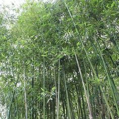 the tall bamboo trees are growing very high