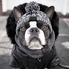 a black and white dog wearing a winter hat