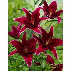 red lilies are blooming in the garden