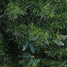 christmas lights are hanging from the branches of a pine tree