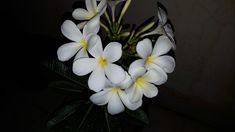 white and yellow flowers are in a vase