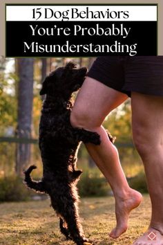 a black dog standing on its hind legs next to a person's feet with the caption, 15 dog behaviors you're probably misunierstanding