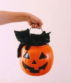 two black kittens are sitting in a halloween pumpkin