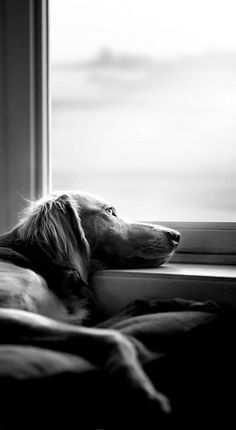 a black and white photo of a dog looking out the window