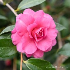 a pink flower with green leaves in the background