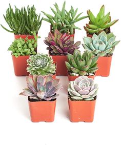 small succulents are arranged in pots on a white surface