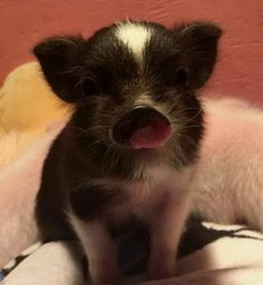 a small black and white dog sitting on top of a bed