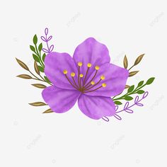 purple flower with green leaves on white background, flowers, illustration png and psd