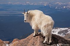 a mountain goat standing on top of a rock