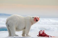 a polar bear standing on top of an ice floet next to a red object