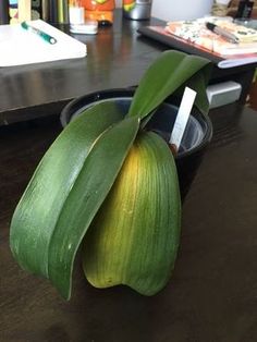 a green plant sitting on top of a wooden table next to a black container filled with water