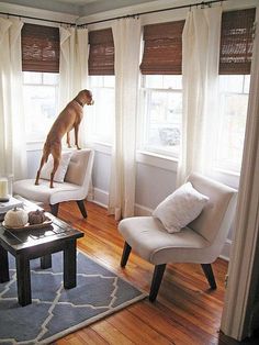 a dog standing on top of a chair in a living room next to a window