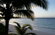 a palm tree on the beach next to the ocean