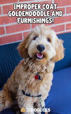 a brown dog sitting on top of a blue couch next to a red brick wall