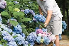 a man standing next to a bush full of blue and pink hydrangea flowers