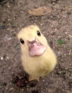 a small yellow duck sitting on top of a dirt field