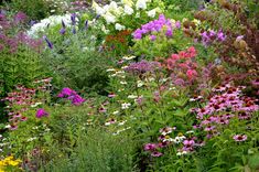 a garden filled with lots of different colored flowers